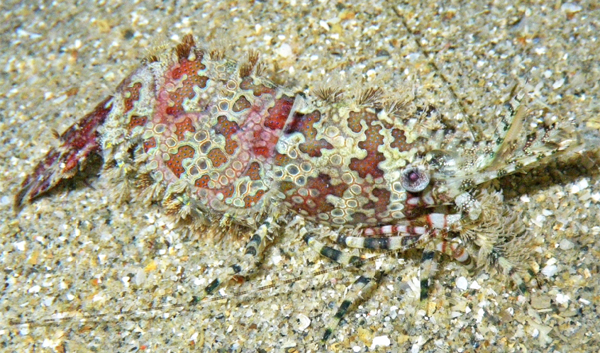 Photograph of a saron shrimp